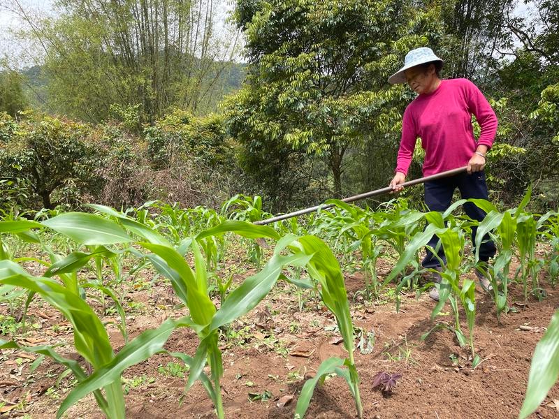 防城區峒中鎮板八村的村民進行春耕、春管生產工作